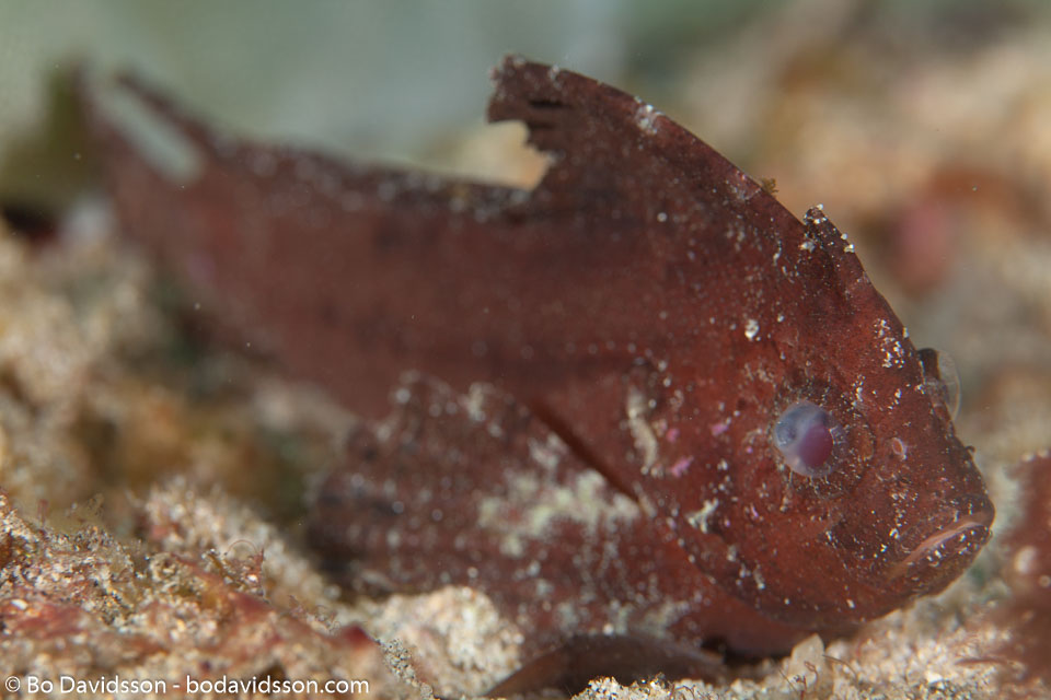 BD-141021-Bali-5742-Taenianotus-triacanthus.-Lacepède.-1802-[Leaf-scorpionfish].jpg